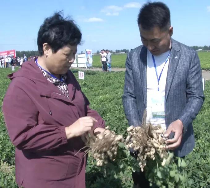 辽宁花生今日最新价格分析