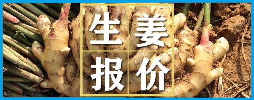 生姜网最新价格行情解析