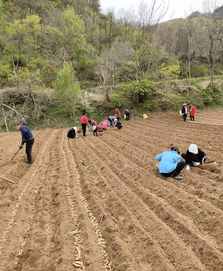 东洲区农业农村局新项目推动农业现代化助力乡村振兴