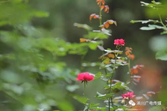 香花镇未来繁荣蓝图，最新发展规划揭秘